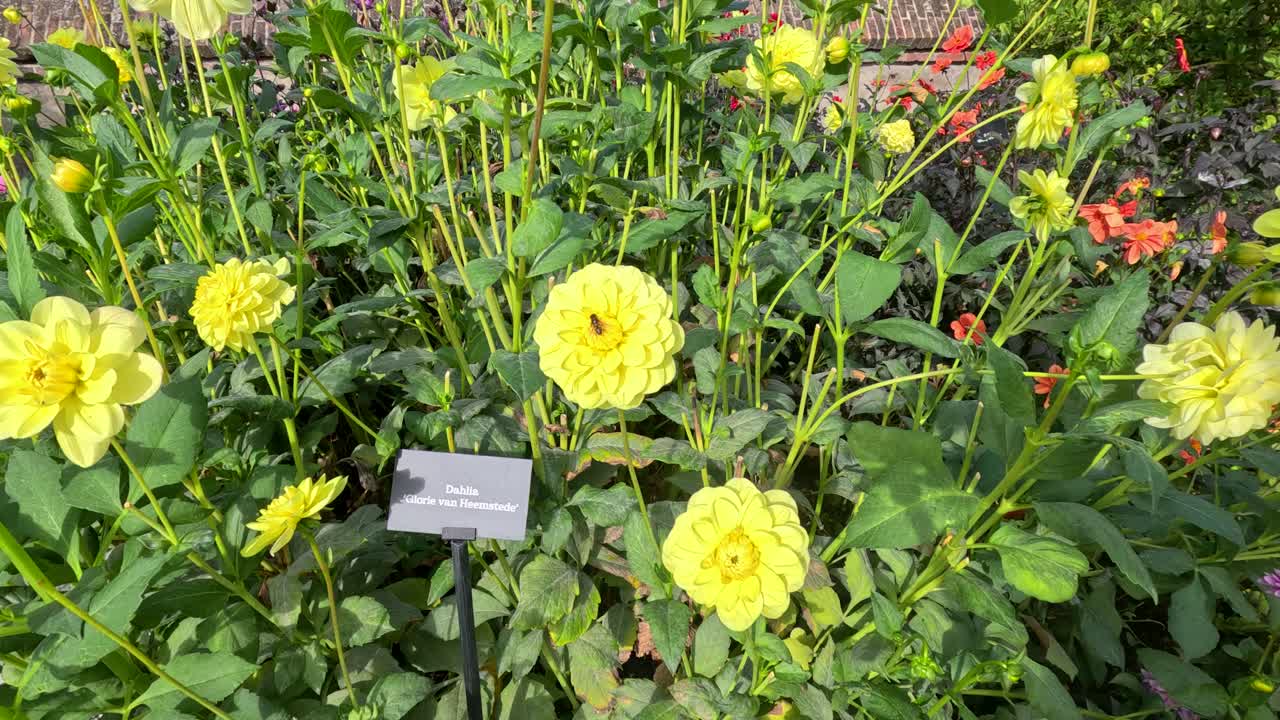 Vibrant yellow dahlia flowers in full bloom, swaying outdoors in sunlight with plant label visible