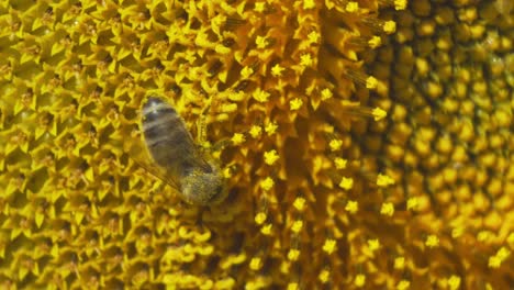 primer plano de un girasol amarillo vibrante con una abeja, en contraste con un verano brillante