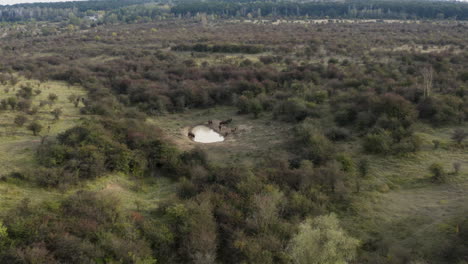 documentando una manada de bisontes europeos junto a un lago estepario con drones,chequia