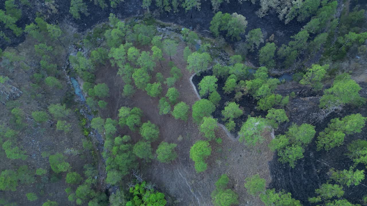 Tropical Forest partially burned by wildfire seen from above, aerial view
