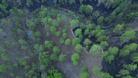 tropical forest partially burned by wildfire seen from above, aerial view