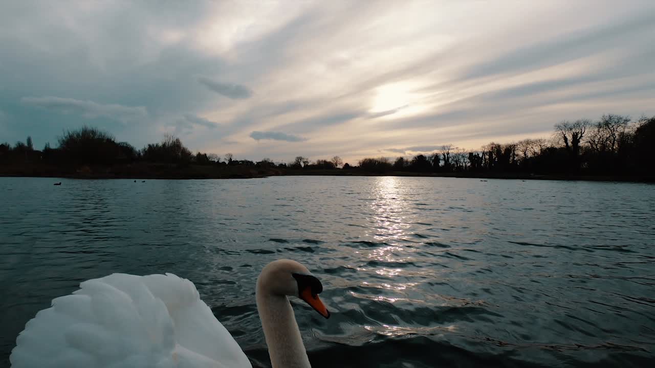 toma amplia en cámara lenta durante la puesta de sol, mientras un cisne nada en el encuadre desde la izquierda, corta la mitad del ave