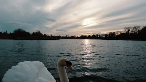 Toma-Amplia-En-Cámara-Lenta-Durante-La-Puesta-De-Sol,-Mientras-Un-Cisne-Nada-En-El-Encuadre-Desde-La-Izquierda,-Corta-La-Mitad-Del-Ave