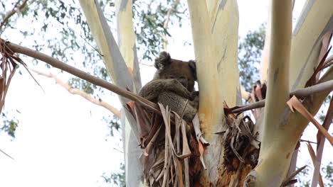 a koala sits and sleeps in a swaying eucalyptus tree
