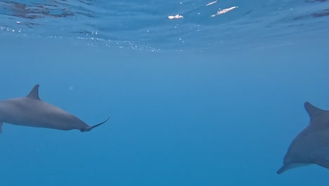 un par de delfines surgen para respirar antes de bucear profundamente en el océano azul.