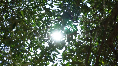 sunlight glinting and sparkling through the branches of an olive tree undulating in the wind