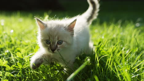 close-up view of a kitty cat walking on the green grass in the park on a sunny day