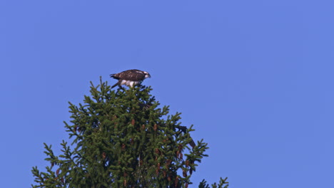 Osprey-siblings-preparing-for-first-flight