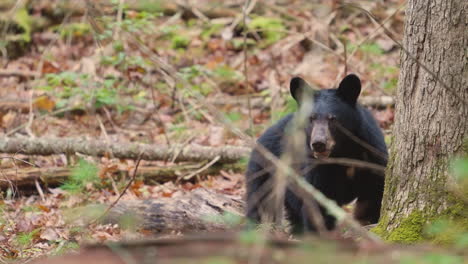 oso negro comiendo detrás del árbol del bosque