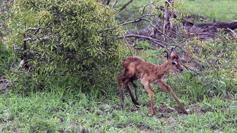 un bebé impala recién nacido da sus primeros pasos con el cordón umbilical y la placenta aún colgando de él.