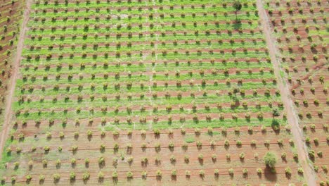 Smart-agriculture-technology--Aerial-drone-view-of-avocado-farm-in-Kenya