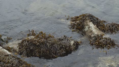 seaweed moving with the water