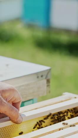 beekeeper works with bees and beehives in the apiary. beekeeping concept vertical video