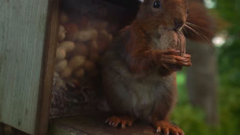 Cerca-De-Una-Linda-Ardilla-Sosteniendo-Nueces-En-Las-Manos-Mordiéndolas-Y-Comiéndolas