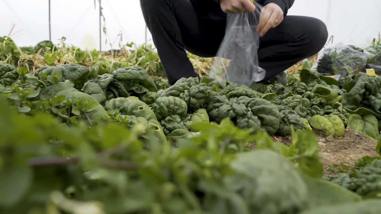 Harvesting Fresh Spinach in a Greenhouse