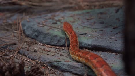 Serpiente-De-Maíz-De-Especies-Exóticas,-Pantherophis-Guttatus,-Locomoción-Serpentina,-Arrastrándose-Y-Deslizándose-Por-El-Suelo,-Toma-De-Movimiento-Manual