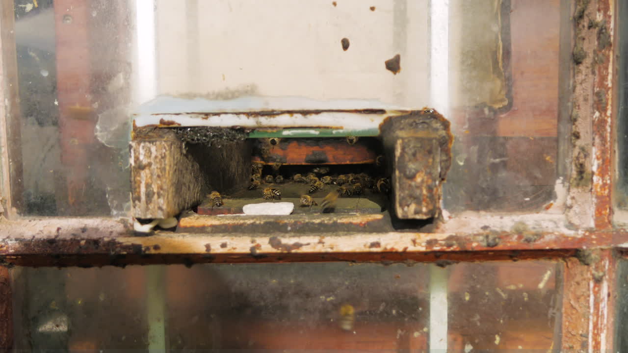 벌집으로 들어가는 꿀벌, 클로즈업