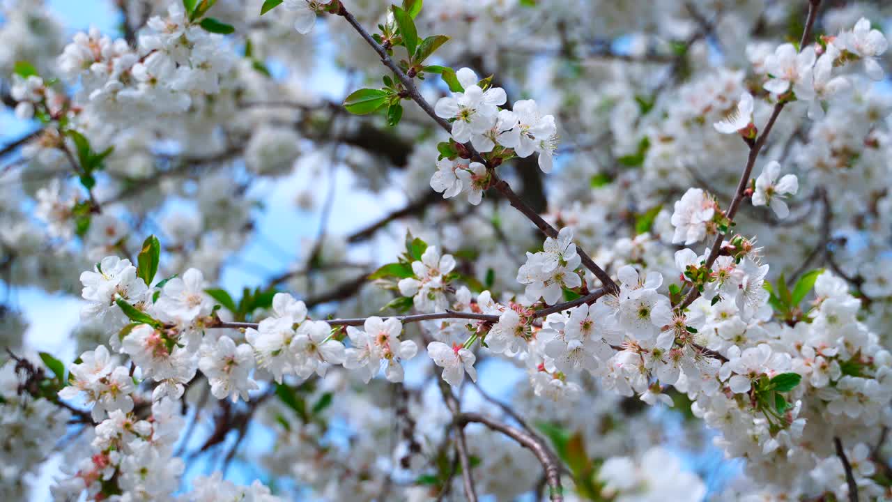 Blooming fruit tree background. White flowers on tree branch swaying in wind. Flowering branches in spring against blue sky