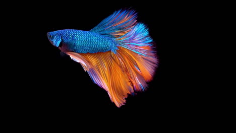 泰國戰鬥魚 (betta splendens) 是一種非常受歡迎的水族館魚類,在孤立的黑色背景上以超慢速拍攝