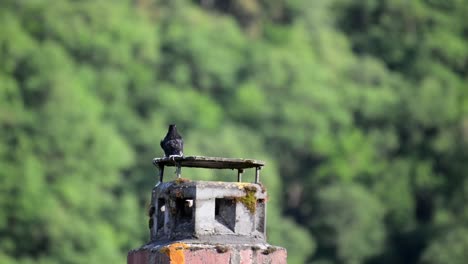 a young common blackbird sitting on top of an old brick chimney on a sunny day