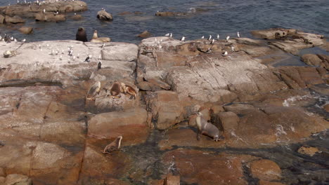 colony of seals and sea-birds sitting on wet rocks on a sunny day