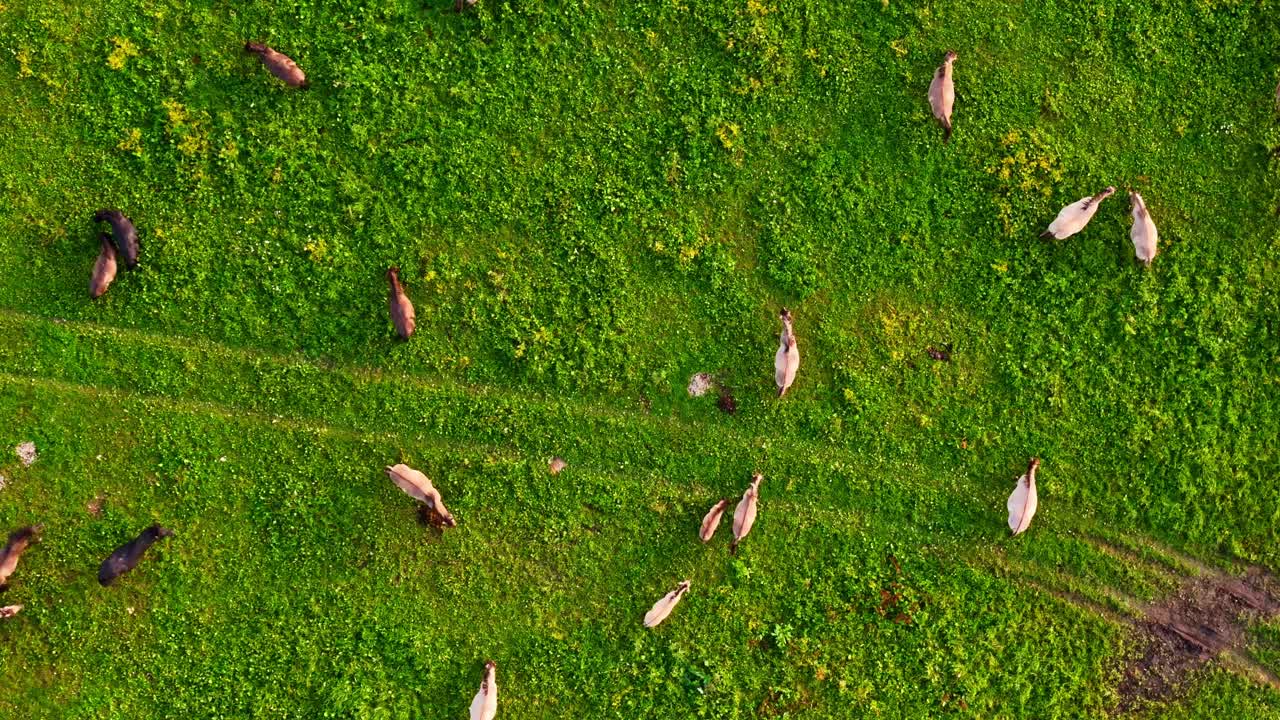Aerial view of wild horses grazing on green meadow in countryside. Ascending drone view