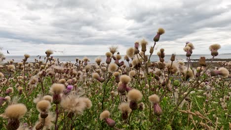 fluffy thistle seed heads sway in a breezy open field under overcast skies, captured with a static wide shot and natural diffused lighting