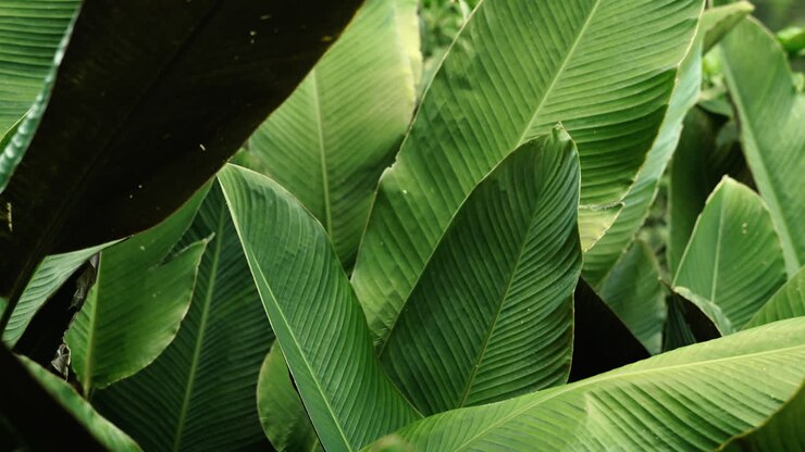 Fixed close-up of large tropical leaves showing detailed veins