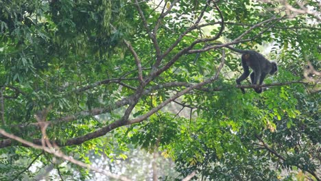 Sitting-on-a-branch-then-walks-to-the-right,-jumping-to-another-during-a-foggy-morning