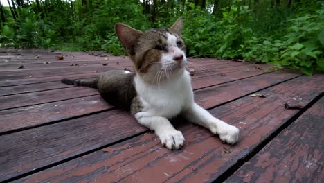 a cat disturbed by mosquito at wooden boat