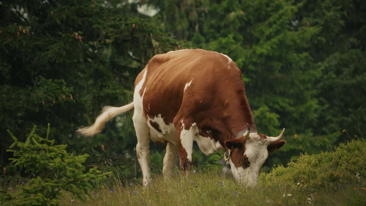 Mucca al pascolo in un pascolo boschivo