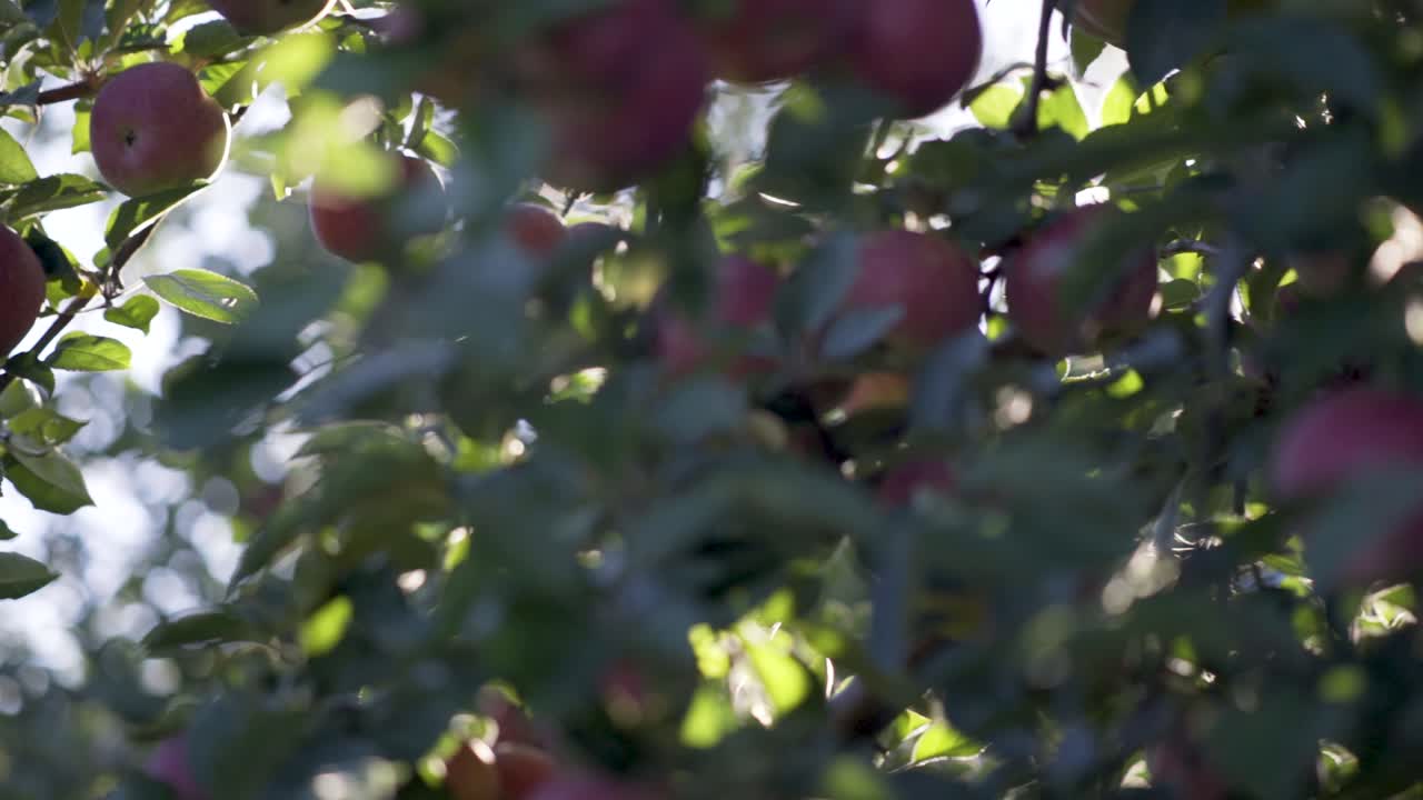 Mele su un albero