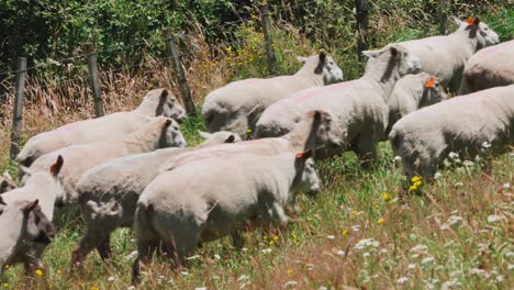 Herde-Von-Schafen,-Die-Sich-An-Sommertagen-In-Der-Neuseeländischen-Landschaft-Durch-Die-Wiese-Bewegen