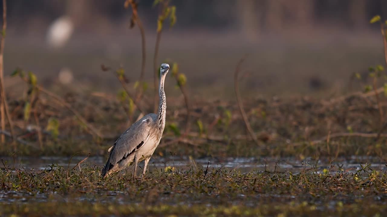Wetland scene captures grey heron beside shallow water