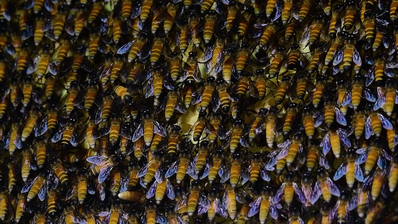 se sabe que las abejas melíferas gigantes construyen grandes colonias de nidos con bolsillos simétricos hechos de cera para almacenar miel como fuente de alimento.