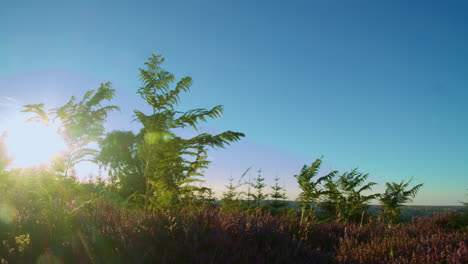 Heather-Season,-North-York-Moors-National-Park-Yorkshire-Summer-2022---Cinema-camera-Prores-4K-Clip-8