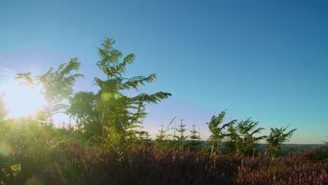 temporada de brezo, parque nacional de north york moors yorkshire verano 2022 - cámara de cine prores 4k clip 8