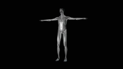 Anatomy-of-muscular-system-in-human-body-on-black-background