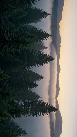 misty pine forest with mountains at sunrise or sunset