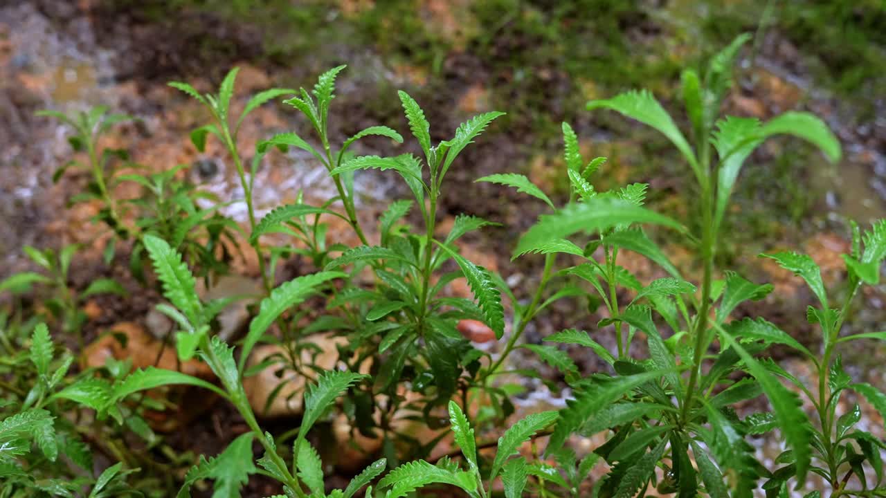 4K 50fps close-up of green lavender plants (Lavandula) growing on wet soil near a stream. Fresh aromatic herbs in a natural environment