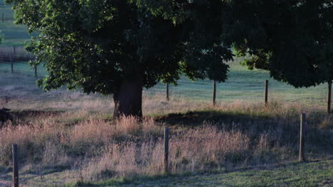 calm scene revealing an old oak tree standing in a paddock as the sun sets