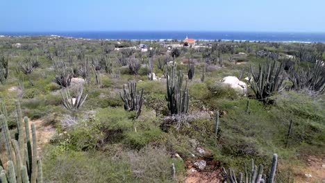 Vuelo-Aéreo-Sobre-Cactus-Acercándose-A-La-Capilla-Alto-Vista-En-Aruba