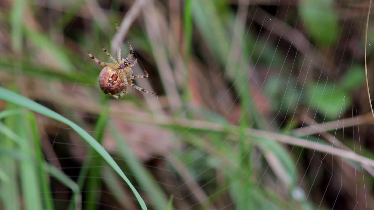 araña haciendo una telaraña