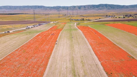 Luftdrohnen-Zeitraffer-Der-Kalifornischen-Super-Bloom-Blumenwiese-Mit-Menschen,-Die-Fotos-Machen-Und-Einen-Warmen,-Farbenfrohen-Frühlingstag-Genießen