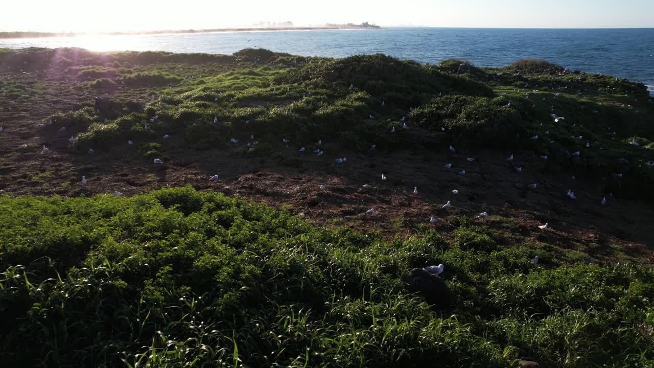 Aerial View Of Seagulls In The Cook Island During Breeding Season In NSW, Australia