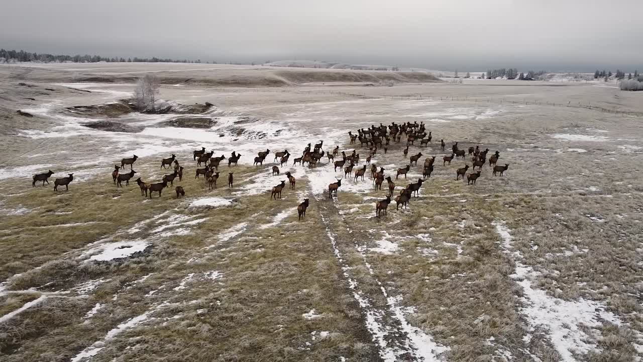 Orbiting a herd of elks on a cloudy day in winter, aerial shot 001