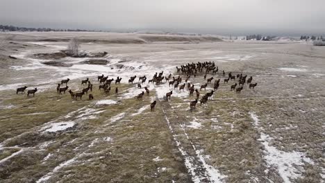 orbiting a herd of elks on a cloudy day in winter, aerial shot 001