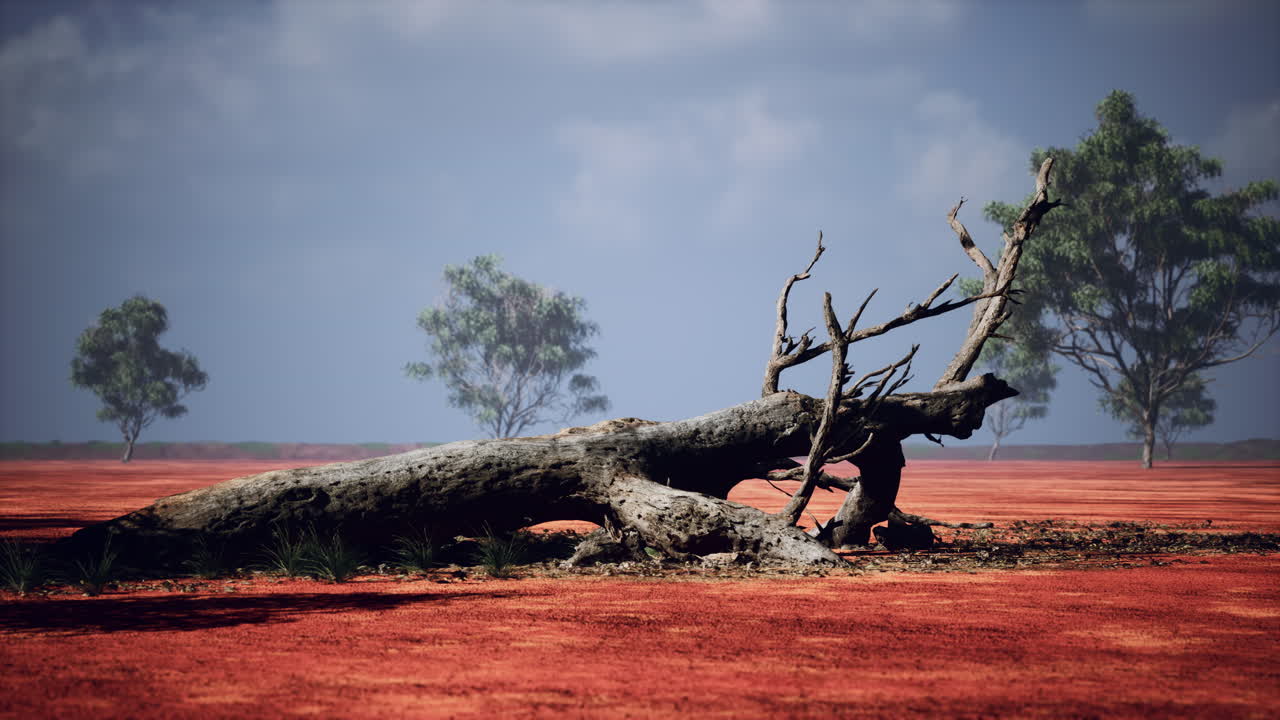 불타버린 풍경 에 있는 죽은 나무