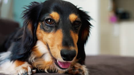 perro salchicha caliente acostado mientras jadea
