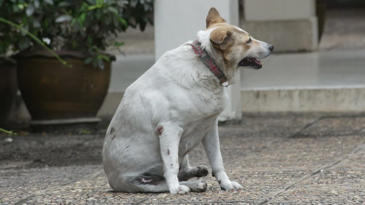 el perro se rasca el cuerpo.